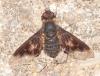 Hemipenthes morio